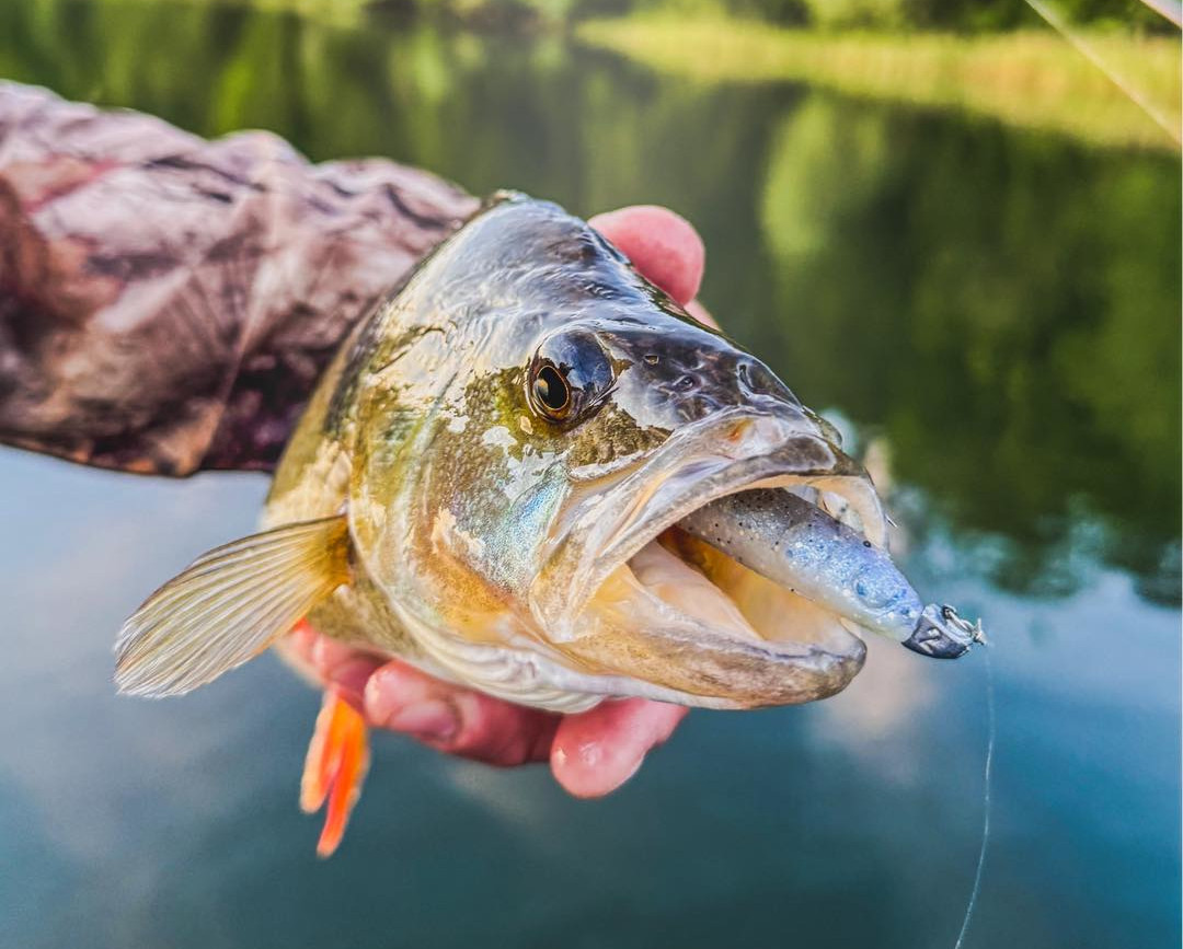 Nowość dla łowców okoni – Freakin Minnow w akcji